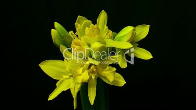 daffodils blooming medium shot reverse