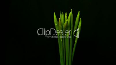 Daffodills opening - time lapse
