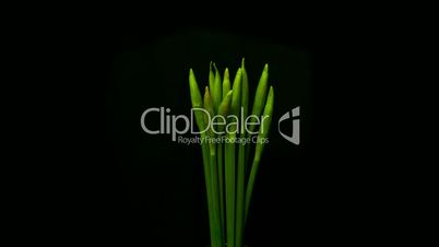 Daffodills opening - time lapse