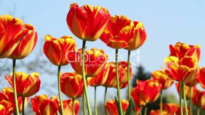 Beautiful red tulips