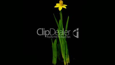 growing plant daffodils 3