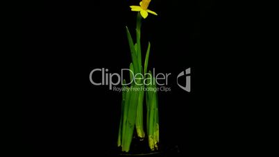 growing plant daffodils 5