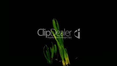 growing plant daffodils 8