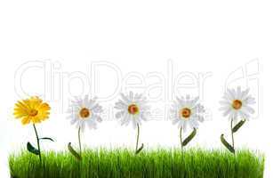 daisy in green grass