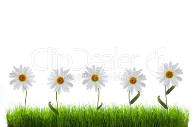 daisy in green grass