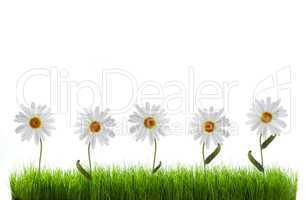 daisy in green grass