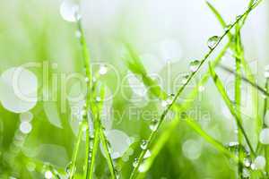 Green grass with drops