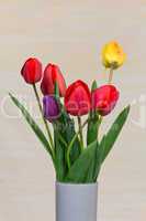 tulpe