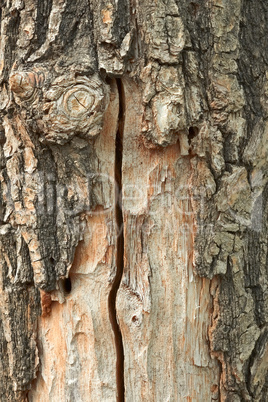 Oak trunk with partly ragged bark