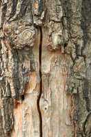 Oak trunk with partly ragged bark