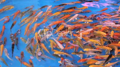 Colorful Tropical Fish Swimming In Circles