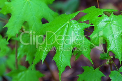 Wet spring leaves