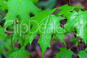 Wet spring leaves