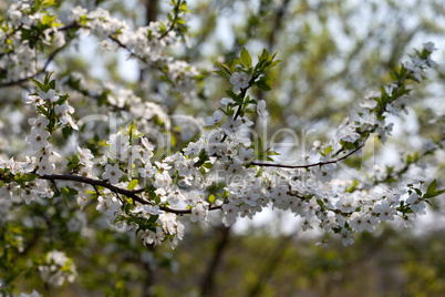 Blossom cherry tree