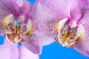 Orchid Closeup