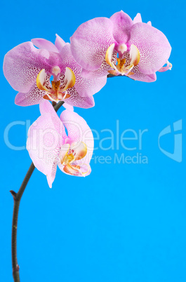 Orchid On Blue