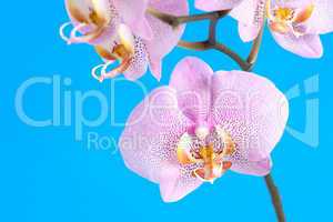 Purple Orchid On Blue