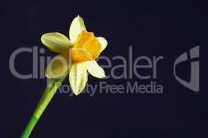 Yellow Daffodil On Black