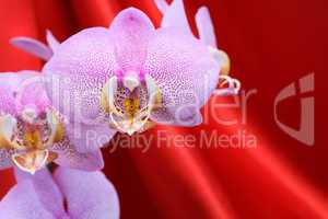 Orchid On Red
