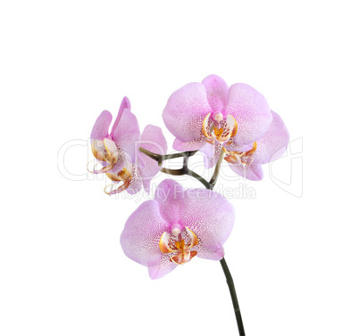 Purple Orchid On White