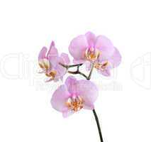 Purple Orchid On White