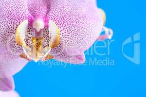 Purple Orchid On Blue