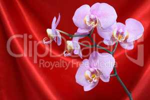 Orchid On Red