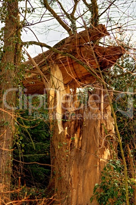 tree broken by the wind