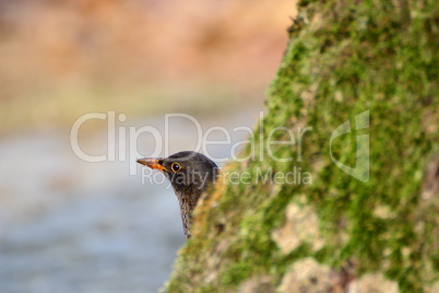 blackbird hiding