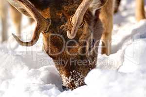 fallow deer searching for food