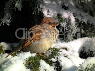 frozen sparrow