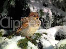 frozen sparrow