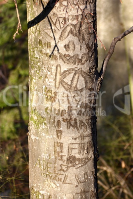 graved tree