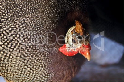 guinea fowl