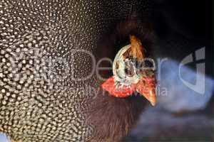 guinea fowl