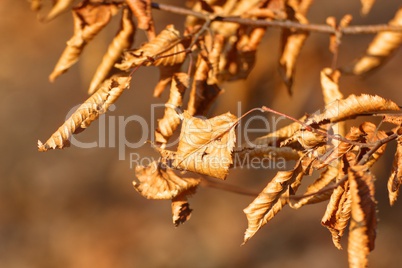 leaf on a tree