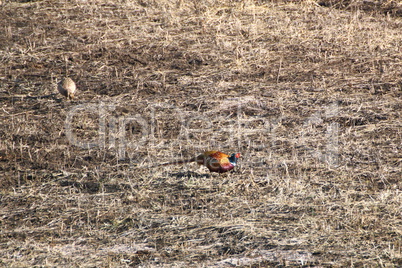 male pheasant with its female