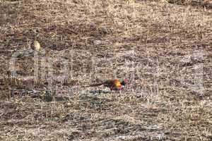 male pheasant with its female