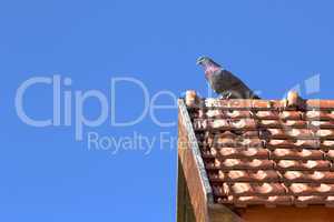 male pigeon in top of the roof