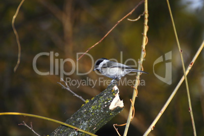 parus ater