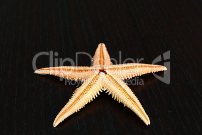 starfish