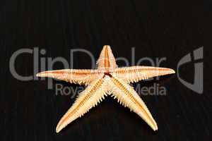 starfish