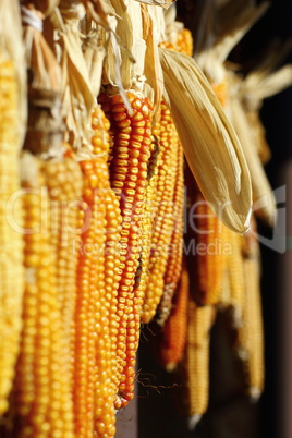 suspended maize