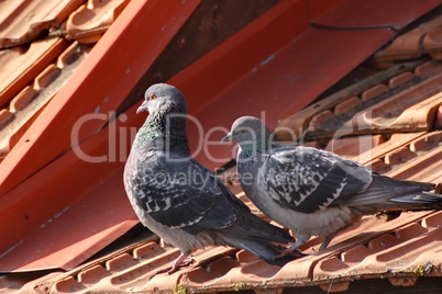 tender pigeons