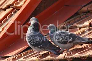 tender pigeons