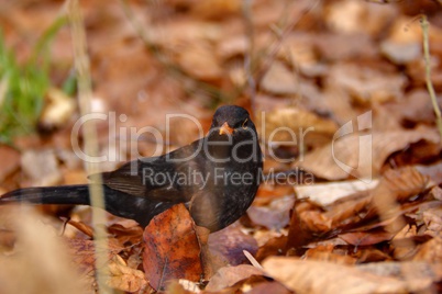 turdus merula