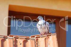 white spotted pigeon
