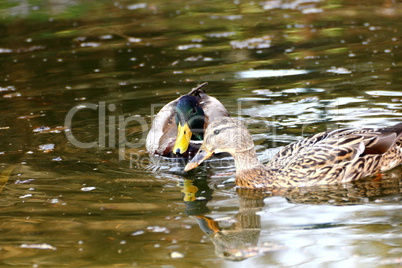 couple of wild ducks