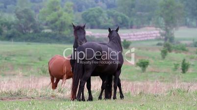 Young horses