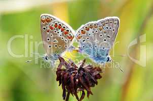 Schmetterlingsliebe